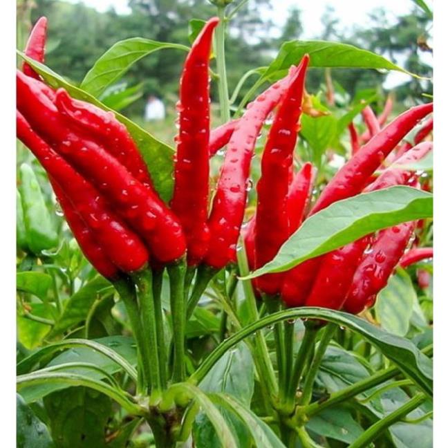Hạt Giống Ớt Chỉ Thiên F1  - Cay Nồng Nàng ,Thơm Ngon - MUA 3 TẶNG 1 CÙNG LOẠI