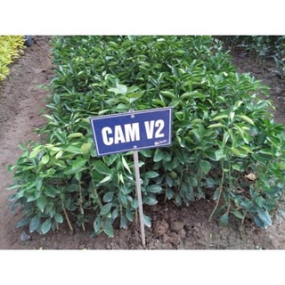 Cây Giống Cam Sành V2