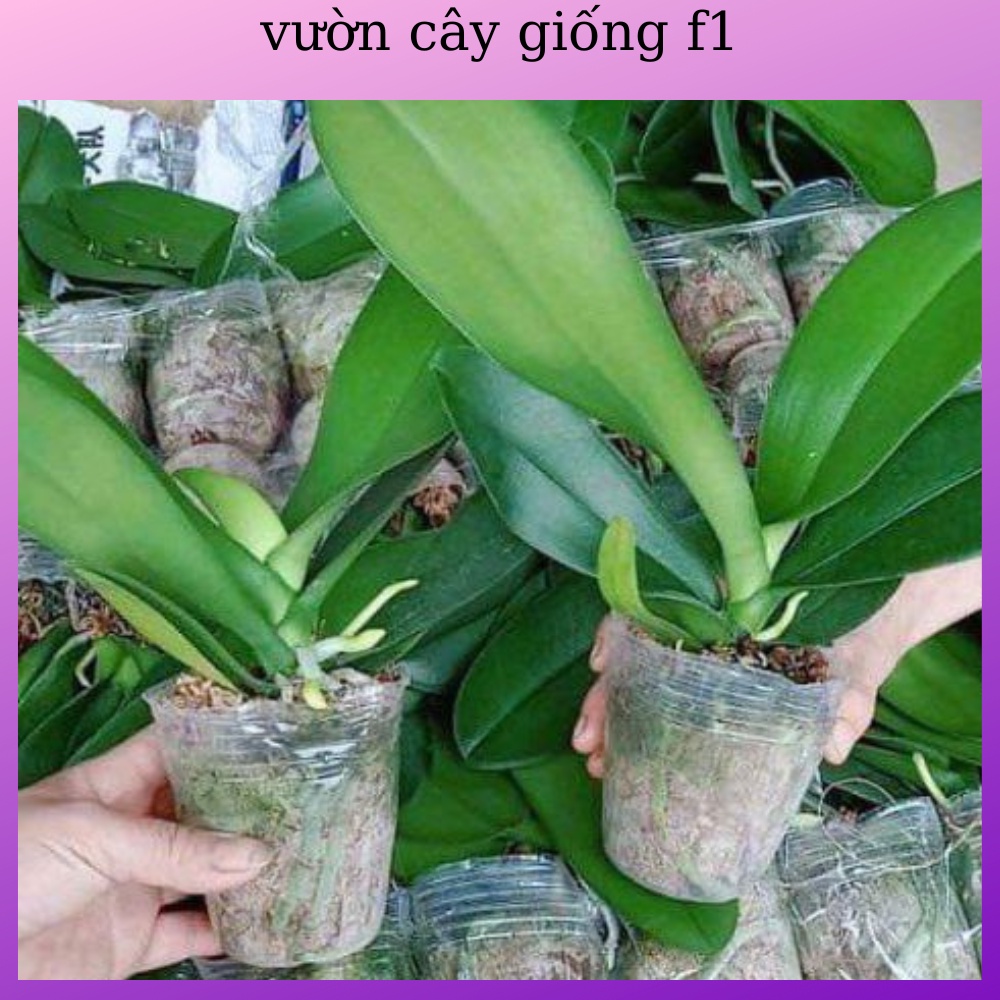 HOA LAN HỒ ĐIỆP CÂY ĐẠI cốc 2.8 ĐÃ CÓ NGỒNG ( được chọn màu )