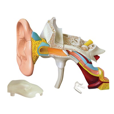 MÔ HÌNH GIẢI PHẪU 4D TAI NGƯỜI