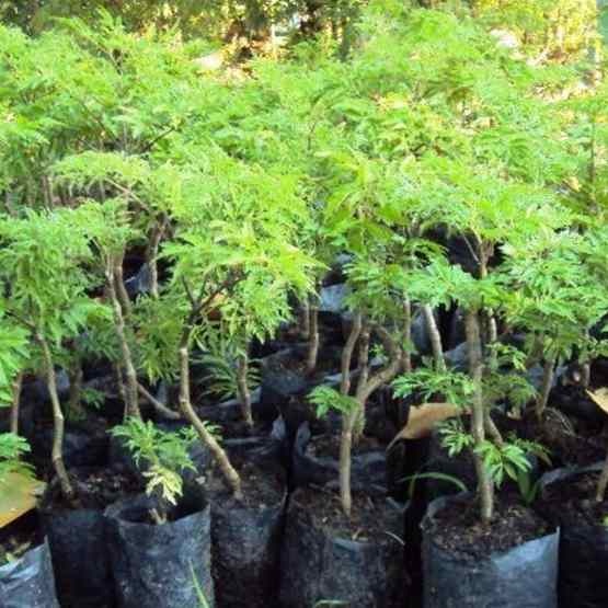 5 Cây Giống Đinh Lăng Nếp Cây Khỏe Đẹp