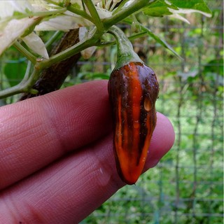 Hạt giống ớt Fish Pepper (Variegated)