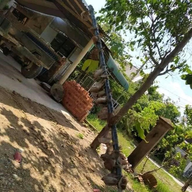 Keo bẫy chim sẻ, chào mào, choè,...