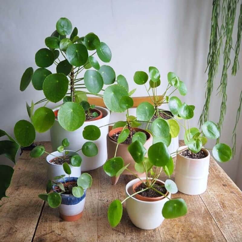 Cây Pilea Peperomioides (Chinese Money Plant, Cỏ Gương, Kim Tiền Trung Hoa, Đồng Tiền Trung Quốc) chậu nhựa 10cm