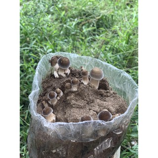 COMBO 5 Phôi Nấm Mối Đen giá rẻ tận gốc - Thế Giới Sống Khỏe