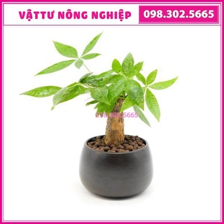 Chậu cây kim ngân để bàn ( chậu sứ)