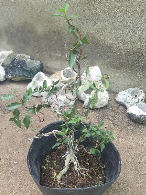 Hồng ngọc mai bonsai