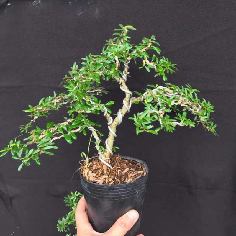 Linh sam 86 bonsai siêu đẹp