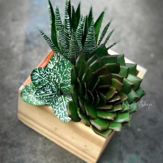 Chậu tiểu cảnh sen đá móng rồng