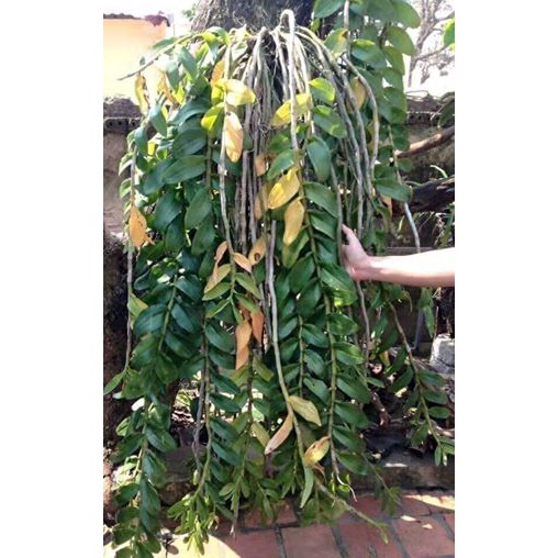 Phi điệp hòa binh cốc giống dòng thân phi 21