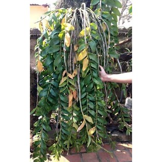 Phi điệp hòa binh cốc giống dòng thân phi 21
