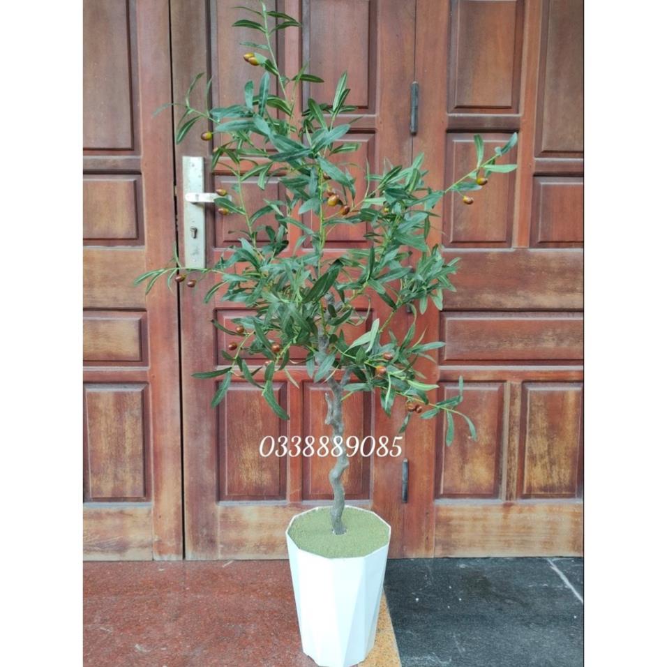 (Ảnh thật) Cây Ô liu, Oliu ,Olive -loại cao cấp cao 1,2m ,1,7m decor sang chảnh