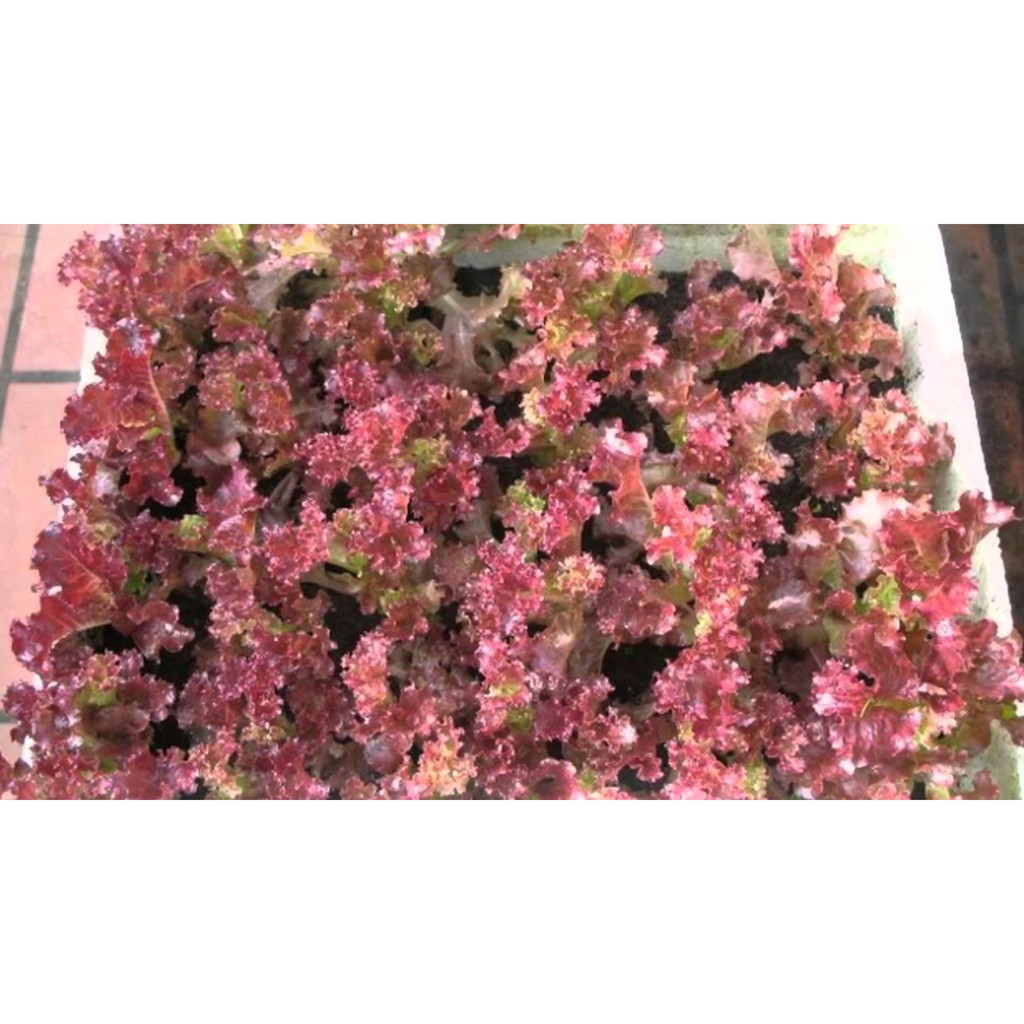 Hạt giống xà lách XOĂN TÍM F1