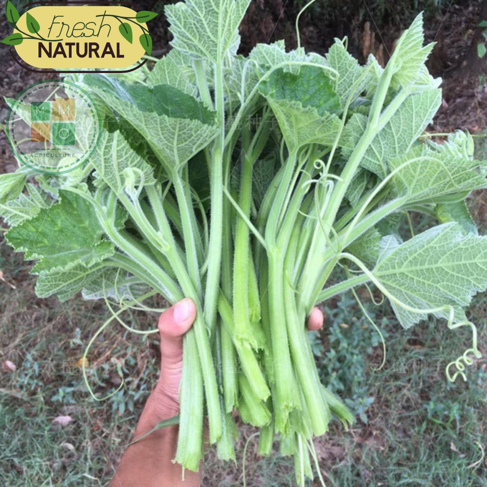 Hạt giống bí siêu ngọn Đài Loan, giòn ngọt giàu dinh dưỡng