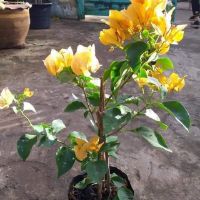 Bầu hoa giấy Thái Vàng Chanh