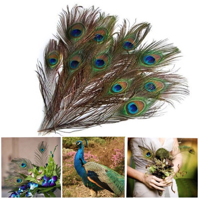 Lông công 10-15cm trang trí loại đẹp | BigBuy360 - bigbuy360.vn