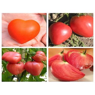 50 HẠT GIỐNG CÀ CHUA TRÁI TIM ĐỎ - HÀNG CÔNG TY