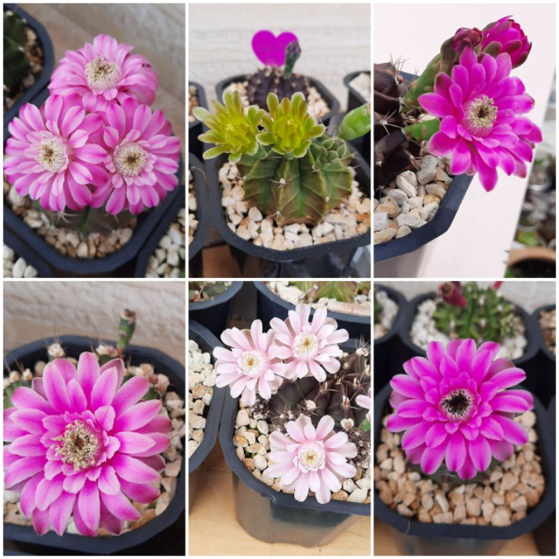 Xương rồng gym vân gieo hạt