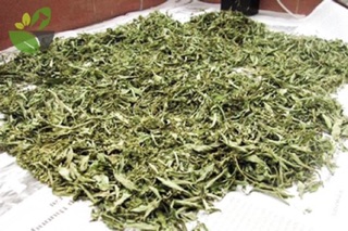 1 Kg Lá đinh lăng khô SAO VÀNG