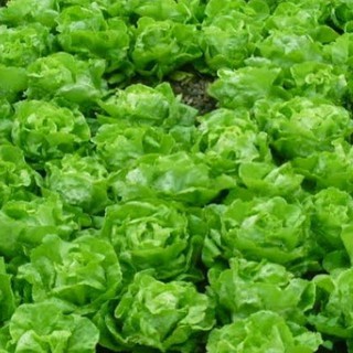 5gram HẠT GIỐNG XÀ LÁCH BÚP