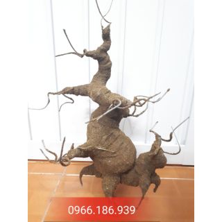 Gốc bon sai dáng mẫu tử 40cm