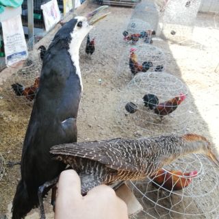 Chim Quốc mồi giả