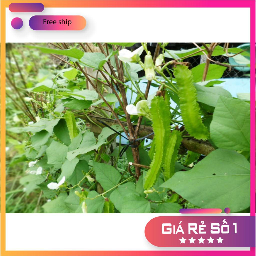 Hạt giống Đậu rồng (gói 10g)