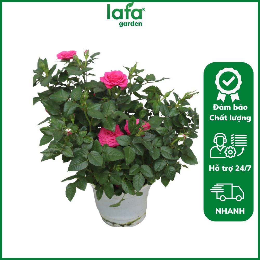 Chậu hoa hồng siêu nụ màu hồng đậm LAFA GARDEN - Quà tặng hoa kiểng 20-10