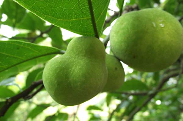 Cây CHAY giống, cây to khỏe bầu lớn, siêu sai quả