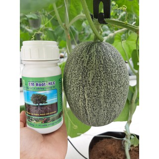 Siêu ra rễ sinh học EM ROOT HLC 250ml. hàng công ty chính hãng