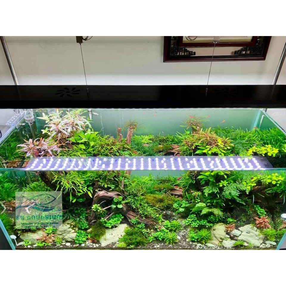 Đèn bể cá thủy sinh dạng máng cao cấp WRGB Week P Series P600, P900, P1200 aquahadong
