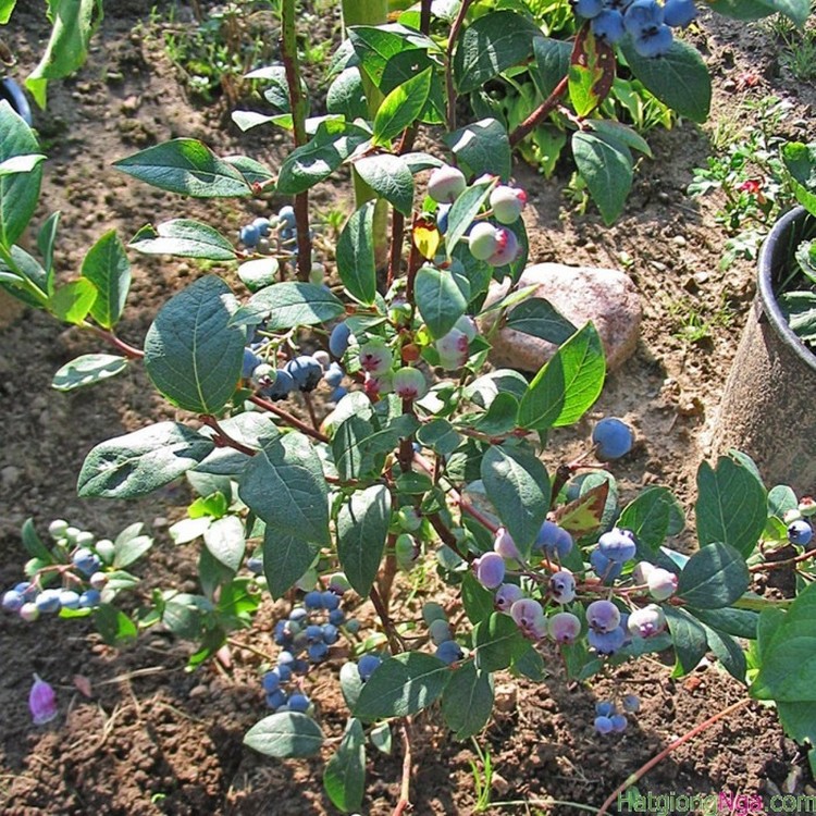 Hạt giống Việt quất