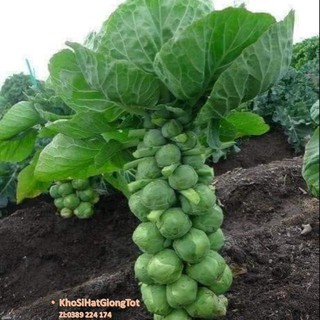 Gói  20 Hạt Giống Cải Bắp Tí Hon - Long Island II ĐẠI GIẢM GIÁ TẾT