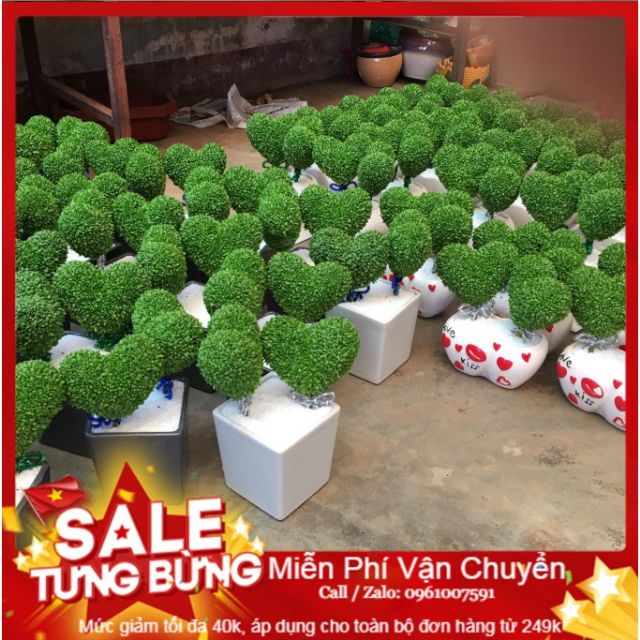 Hạt Giống Cỏ May Mắn - 100 Hạt