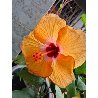 Cây Bông Bụp cánh đơn(tặng kèm phân bón)