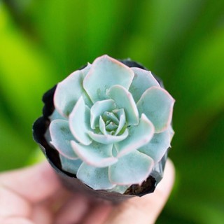 Sen đá hồng phấn 5-7cm - Vườn sen đá