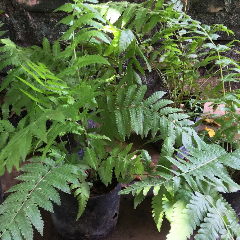 Cây dương xỉ cây như hình- cây phong thủy tốt