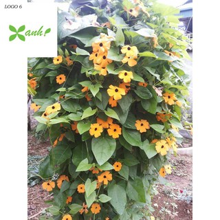HẠT GIỐNG HOA MẮT HUYỀN