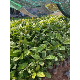 Cây cà phê vối TR4 (cao sản)