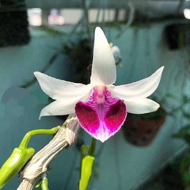 Cây lan giống Lan Phi điệp giao hàng như hình tặng kèm chậu, mua 10 cây tặng 1 cây