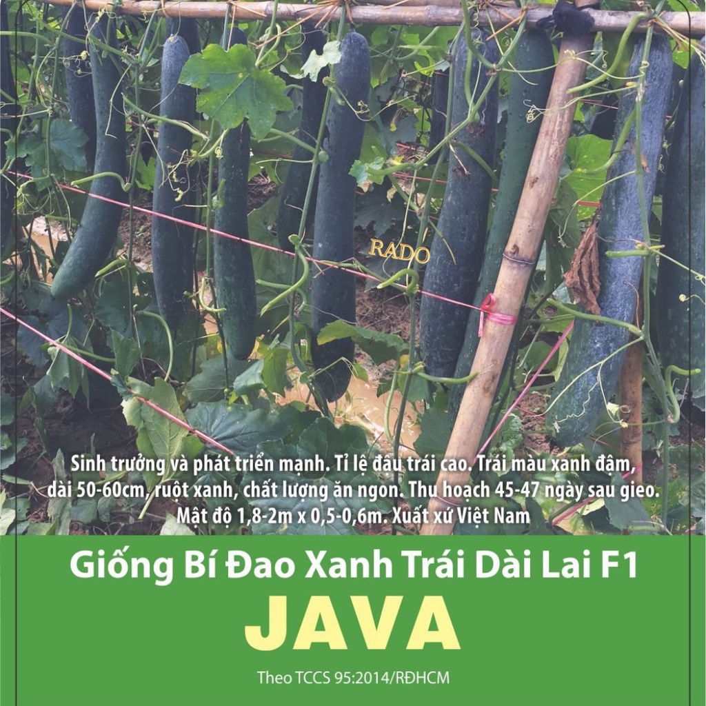 Hạt giống Bí Đao Java