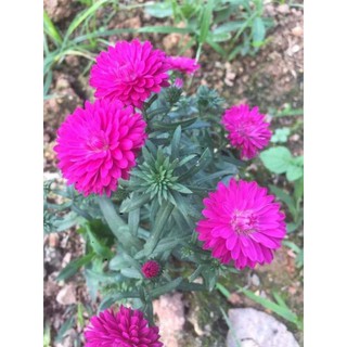 100 Hạt giống cúc thạch thảo nhiều màu
