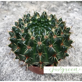 Xương rồng gai kiếm gieo hạt, Chậu xương rồng size 10cm, Cây xương rồng gai kiếm đã thuần khí hậu nóng