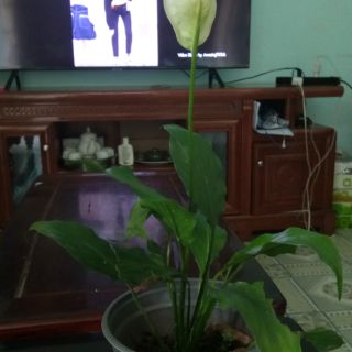 Cây Lan ý (cở nhỏ-đã ra hoa)