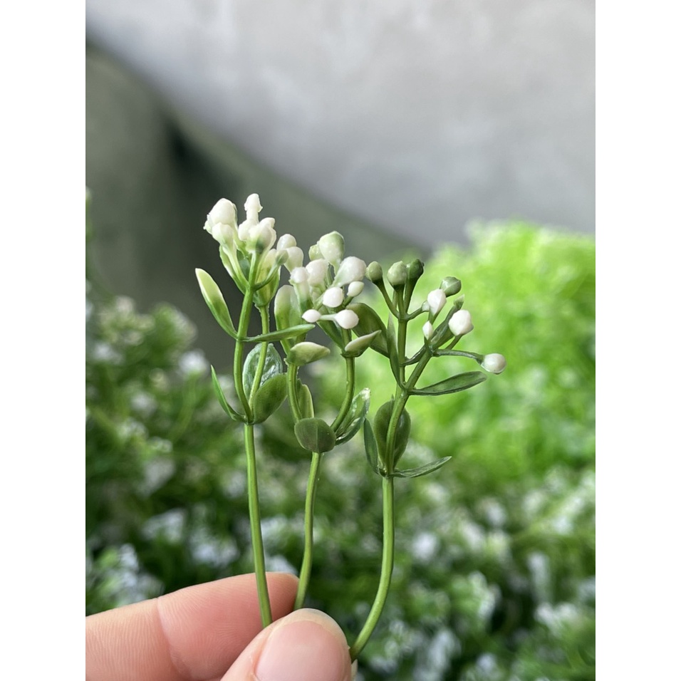cỏ ký -  điểm hạt 3 nhánh( 100 gram)