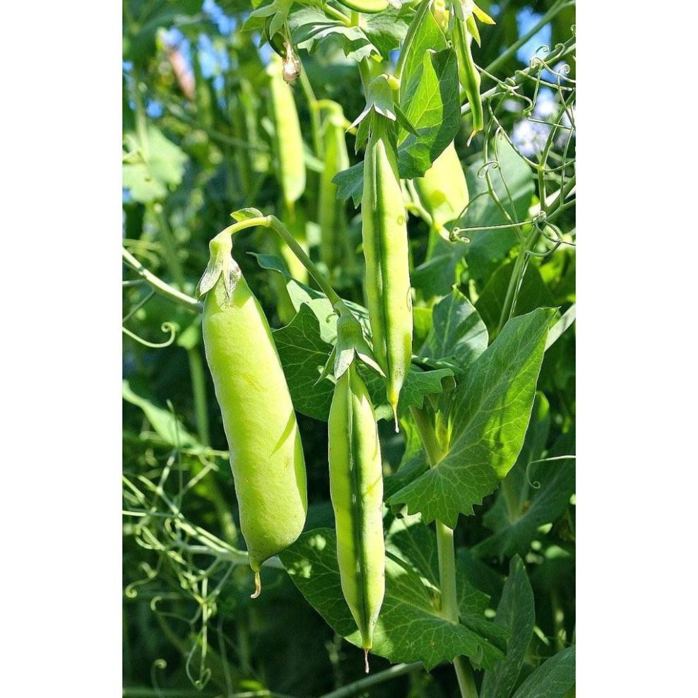 HẠT ĐẬU HÀ LAN - GÓI 20 GRAM