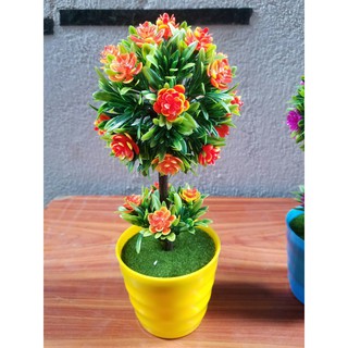Chậu hoa cẩm tú cầu