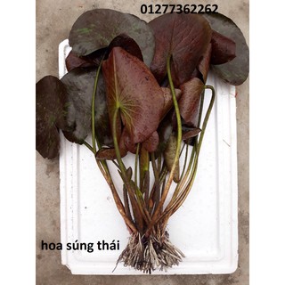 Cây trưởng thành wanvisa