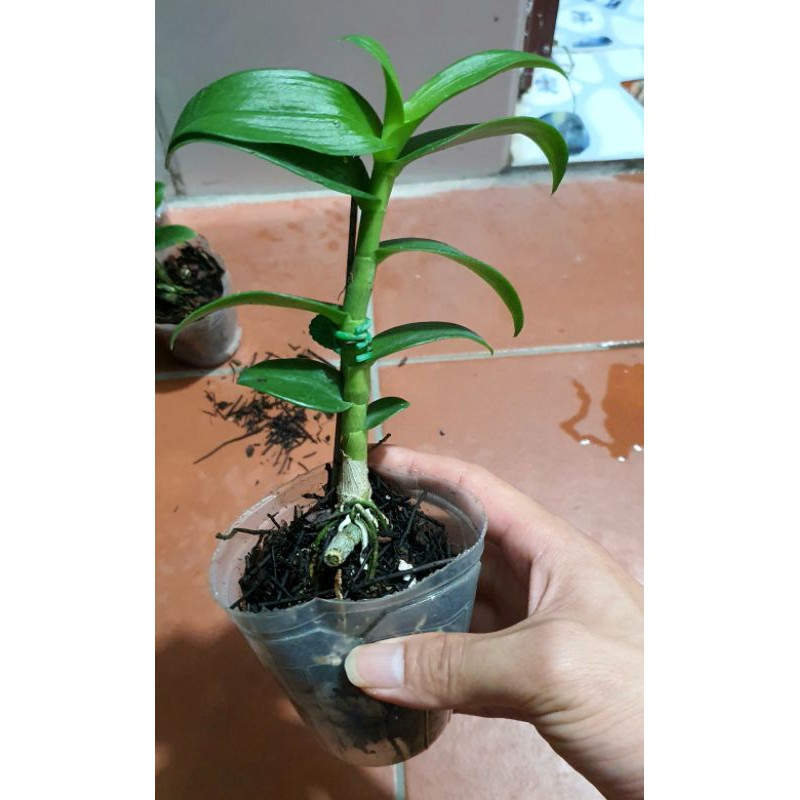 Phi Điệp 5CT - HO