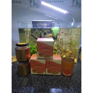Trà đông trùng hạ thảo Minh.store sấy thăng hoa nguyên chất 100% hộp 20Gram